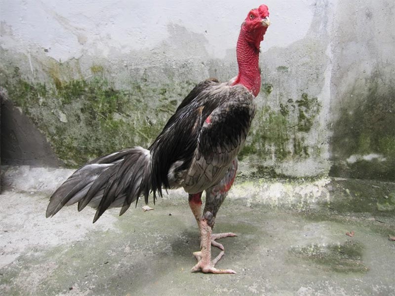 Có nhiều cách nuôi gà chọi đỏ đẹp mà bạn có thể áp dụng