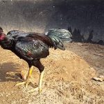Gà chọi đá 3 hồ nghỉ mấy ngày là tốt nhất? 