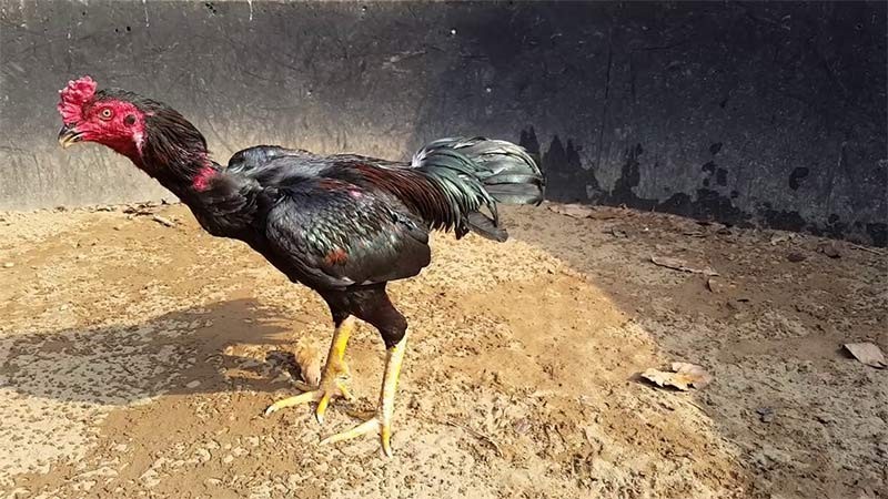 Gà chọi da đỏ sở hữu ngoại hình vô cùng bắt mắt