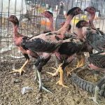 Hướng dẫn chi tiết cách vần gà tơ cho anh em sư kê