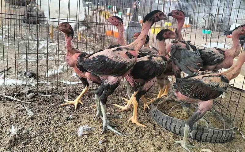 Các sư kê chỉ nên tăng cường độ luyện tập một cách từ từ