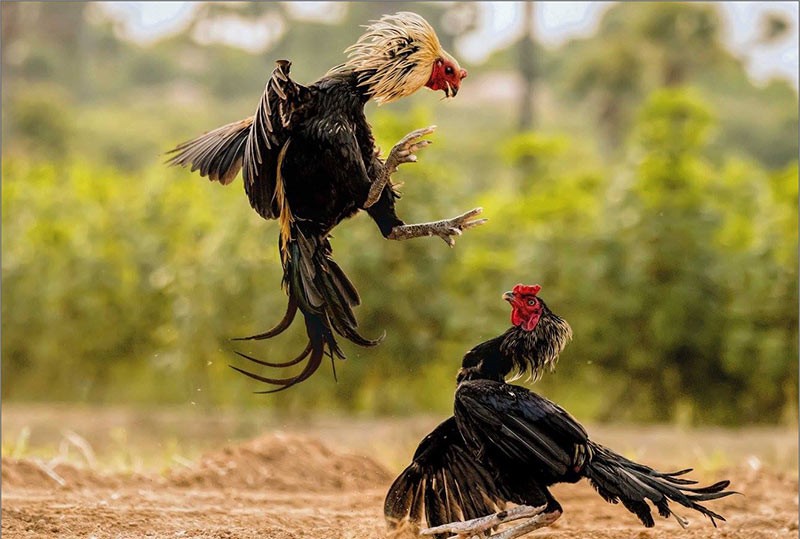 Việc nắm bắt gà chọi đá 3 hồ nghỉ mấy ngày vô cùng quan trọng