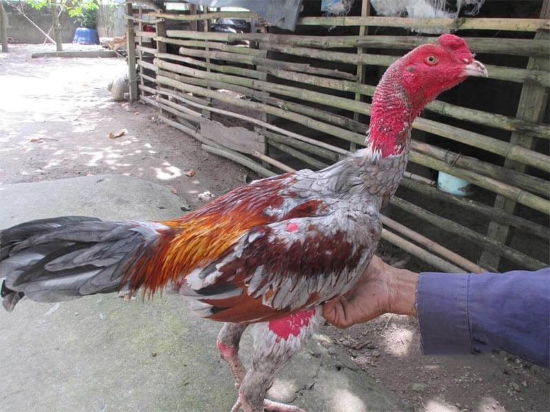 Việc cho gà chọi nghỉ ngơi đầy đủ mang lại nhiều lợi ích hơn bạn tưởng