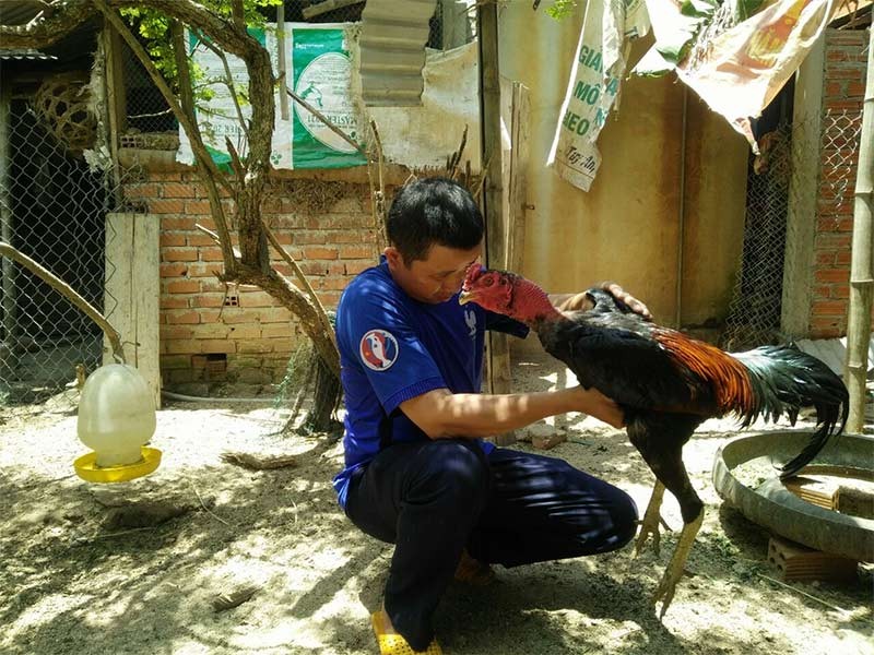Các sư kê nên xoa bóp cơ bắp cho gà để chúng nhanh chóng lấy lại thể lực