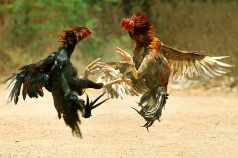Thông tin tổng quan về luật chơi đá gà