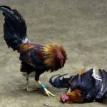 Luật cơ bản khi chơi đá gà dành cho người mới tham gia