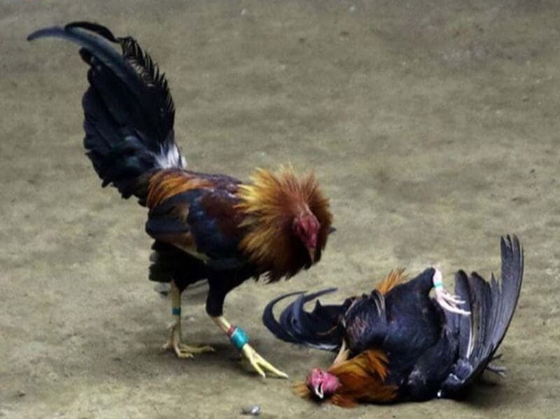 Một số lưu ý cơ bản khi chơi đá gà dành cho người mới bắt đầu 