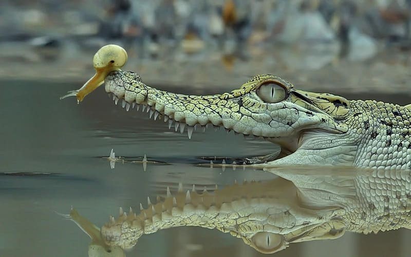 Giấc mơ cá sấu thể hiện nhiều ý nghĩa