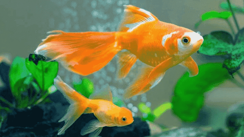 Ý nghĩa giấc mơ thấy cá bơi trong nước như thế nào?